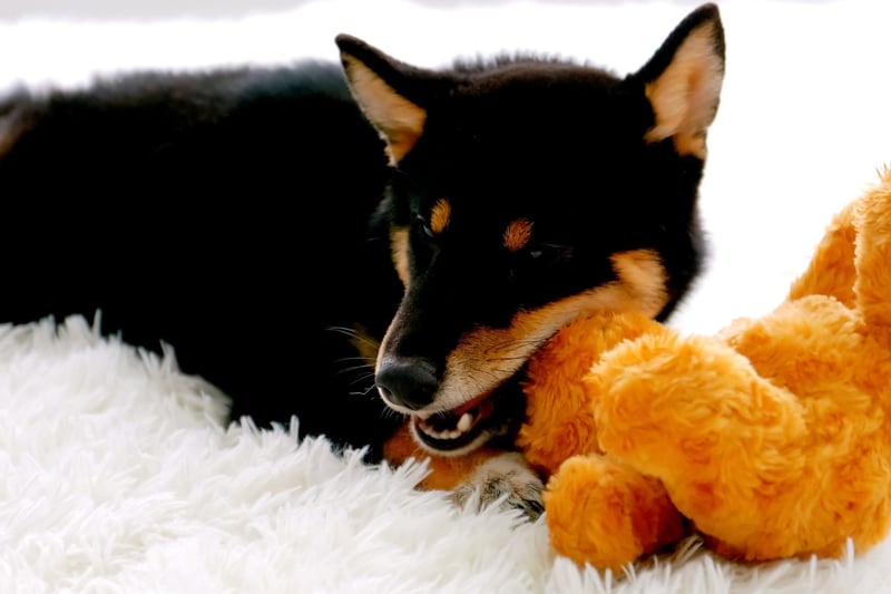 The Shiba Inu is one of the quietest breeds of dog so can be a great choice for a flat or apartment. Leave them alone though and they will be quietly destructive, while they also quite like to run away from their owners for their own entertainment.
