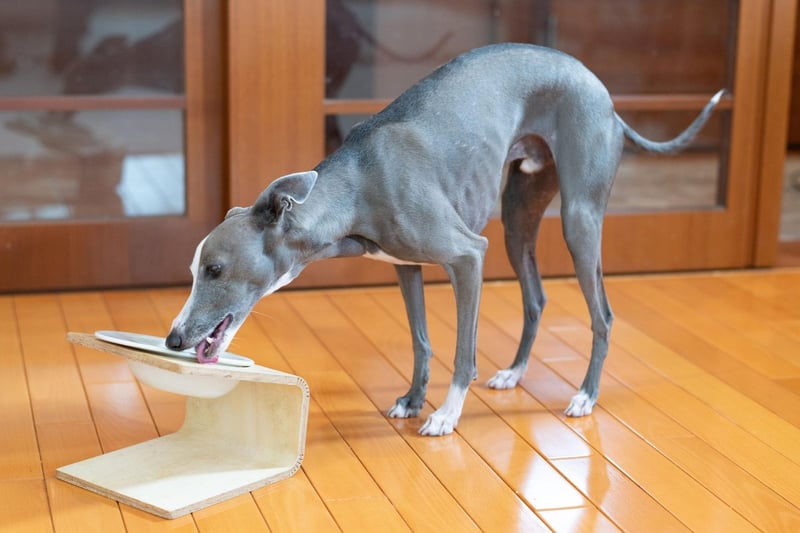 Both the Greyhound and the smaller Italian Greyhound thrive on routine and any dietary change can lead to them refusing food. Turning their noses up at food they usually gobble down can also be a sign of stress.