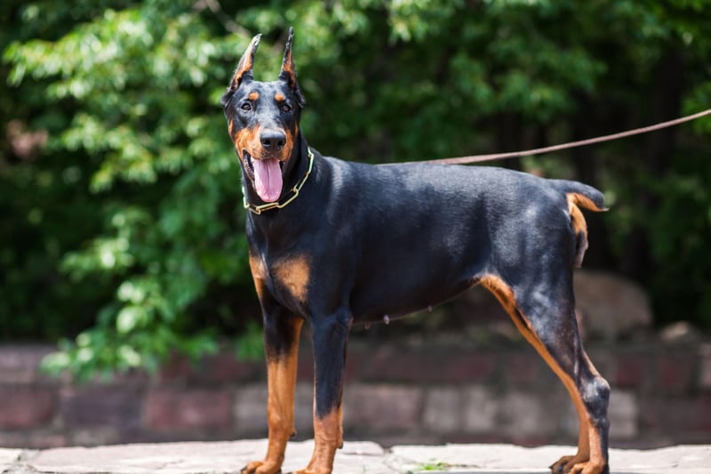 Also known as the Doberman Pinscher in the USA, the Dobermann is a fast and noble breed that the American Kennel Club calls "incomparably fearless and vigilant".