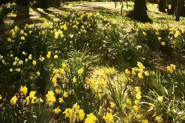 The event forms part of Scotland's Daffodil Festival (Pic: Submitted)