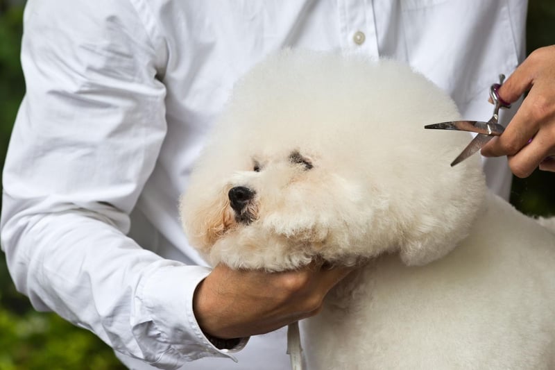 Although often thought of as a typically French dog breed, the Bichon Frise is in fact originally from Spain. The French are, however, responsible for developing them into the perfect lap dog we know today.