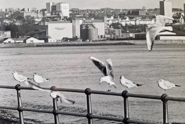 A view across the Prom in Kirkcaldy as seagulls take flight