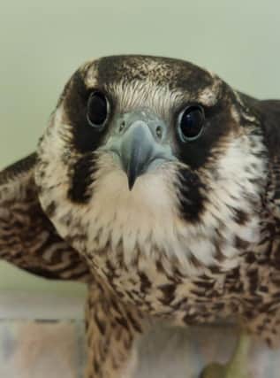 The peregrine falcon was shot over farmland in Fife.