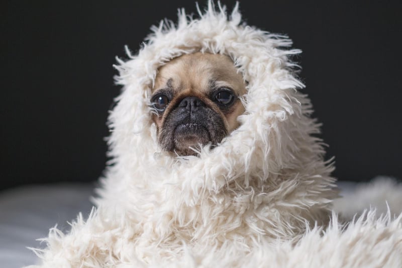 Pugs became even more popular in Britain during the nineteenth century when Queen Victoria developed a passion for pugs that she passed on to other members of the royal family.