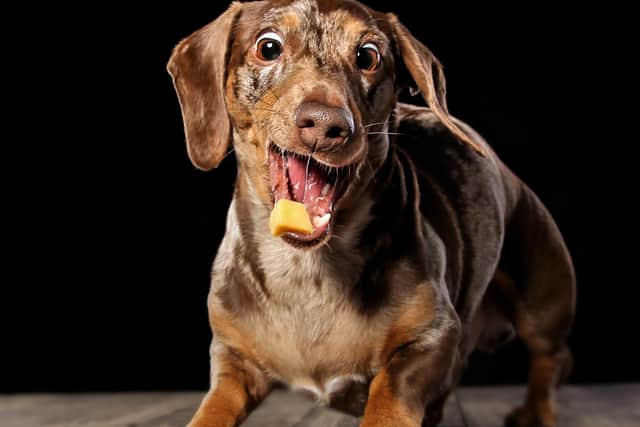 One of the fun photo-shoots planned to raise funds for foodbanks (Pic: Carrie Southerton Dog Photography)