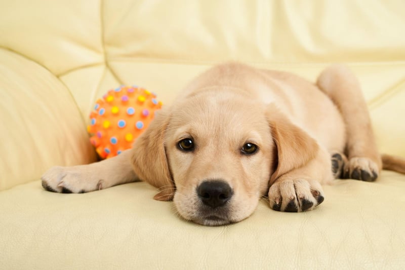 The adorable Labrador Retriever may have been the UK's most popular dog breed in 2020, but it's only seventh when it comes to obedience.