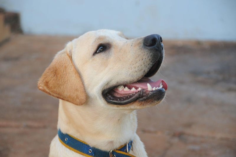 The Labrador Retriever is the world's most popular dog, but does have a number of potential health issues - including joint and ear problems. Their teeth tend to be strong though - all the better to chew sticks.