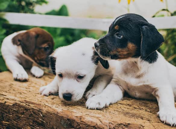 Looking for inspiration to name a new puppy? Here are the UK's 10 most popular names for female dogs.