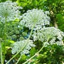 The giant hogweed is a growing problem on the river