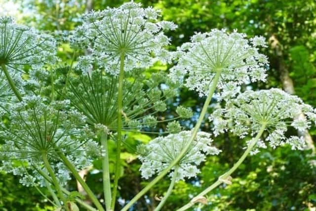The giant hogweed is a growing problem on the river