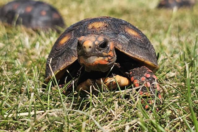 The red footed tortoises have arrived at Fife Zoo (Pic: Fife Zoo)