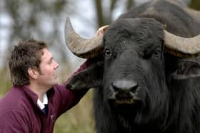 Steve Mitchell with one of his buffalo (Pic: TSPL)
