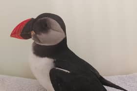 One of the rescued puffins (Pic: Scottish SPCA)