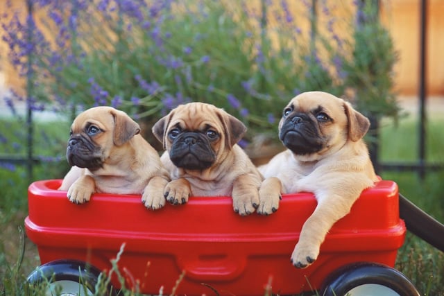 Given their comedically grumpy little faces, it's perhaps no wonder that a group of Pugs is called a grumble.
