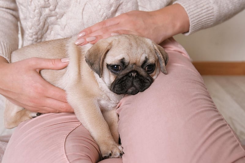 As with all brachycephalic (flat faced) breeds the Pug shouldn't get too much exercise as they can have problems with their breathing - so it's actually good for their health to have a nap on your lap.