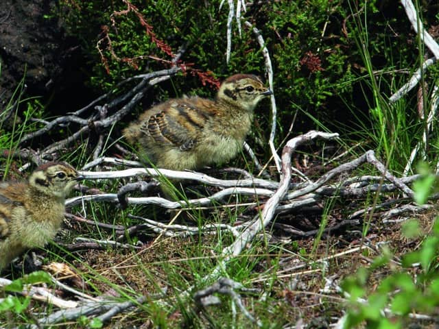 Grouse chicks face being shot on the 'Glorious Twelfth' of August