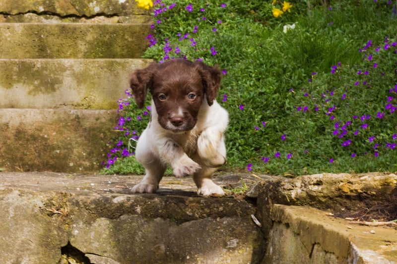 The first part of the Springer Spaniel's name comes from the fact that they were bred to a carry out a very specific task for hunters. They would 'spring' wild birds into flight so their master could shoot them, before retrieving the body.
