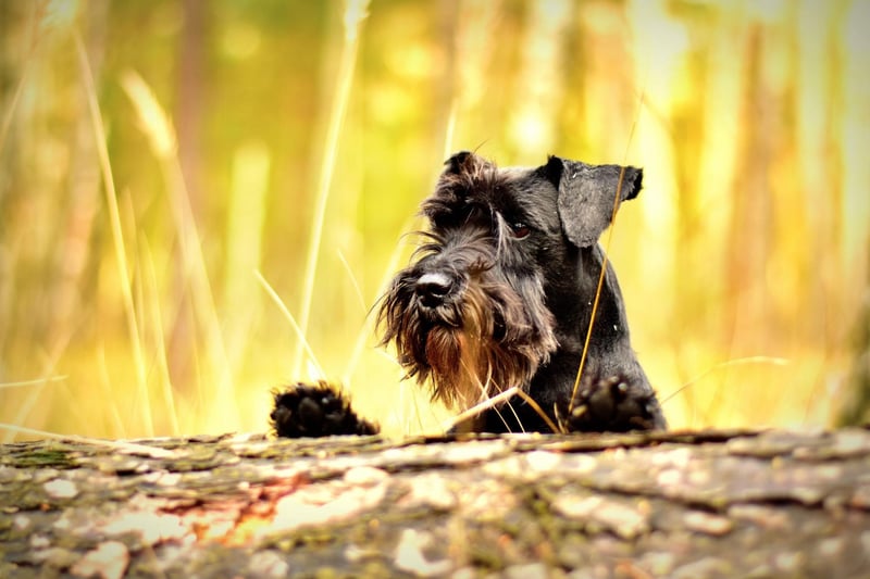 Originally bred to hunt rats on farms, the charming Miniature Schnauzer is the third most popular utility dog in the UK. There were 4,728 registrations of these small dogs with big personalities last year.