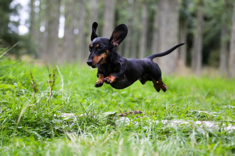 Affectionately known as 'wiener dogs', the diminutive Dachshund completes the top 10 of America's favourite breeds of dog.