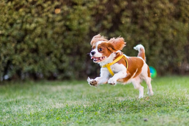 Most Spaniels are gun dogs by definition, but Cavalier King Charles Spaniels have never truly been used for hunting, so are categorised as a toy breed by the Kennel Club.