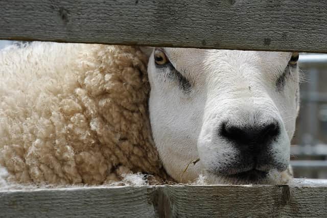 A nosey sheep at Fie Show (Pic: Neil Doig/Fife Free Press)