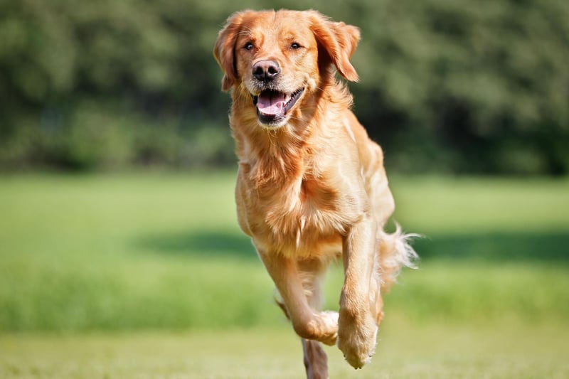 Golden Retrievers have been 'First Dogs' in the White House twice. President Gerald Ford had a dog called Liberty, while President Ronald Reagan's pet was called Victory.
