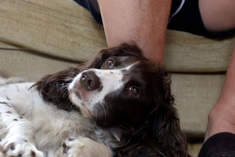 English Springer Spaniels have relatively long lives for a dog of their size - living on average for 12-14 years. The UK's oldest Springer Spaniel reached the grand old age of 19 years and 6 months.