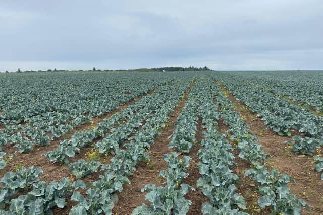 The broccoli is grown in Fife