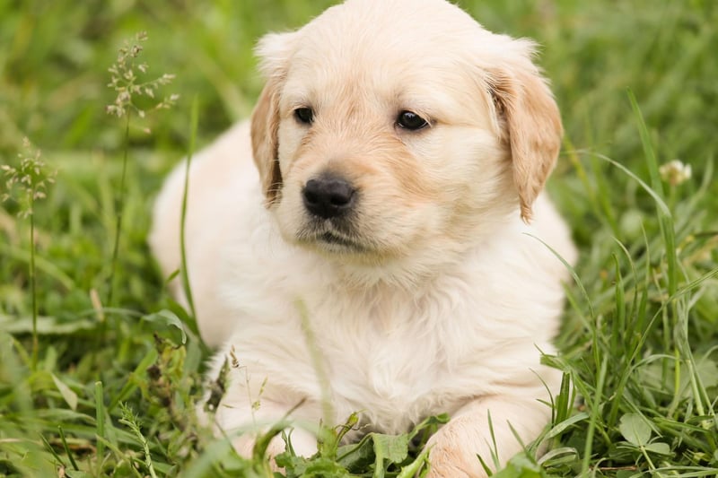 The Golden Retriever is the most popular breed on TikTok, with the hashtag #goldenretriever gathering a whopping 21.2 billion views. It’s not hard to see why this dog is number one, Golden Retrievers have a friendly and intelligent disposition, which makes them perfect family pets and excellent guide dogs.