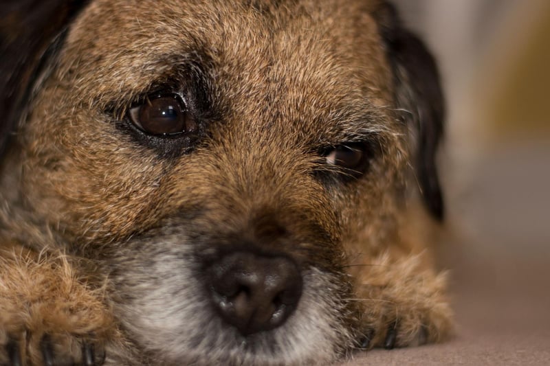 Another small dog popular over lockdown, the Border Terrier, named after the area from which it originates on the border between England and Scotland, has had 1,399 registrations in the first three months of 2021.