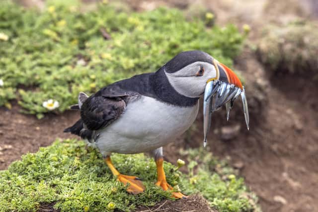 It's hoped the ban on sandeel fishing will help the puffin colonies among other species. Pic: Wikimedia