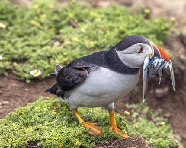 It's hoped the ban on sandeel fishing will help the puffin colonies among other species. Pic: Wikimedia