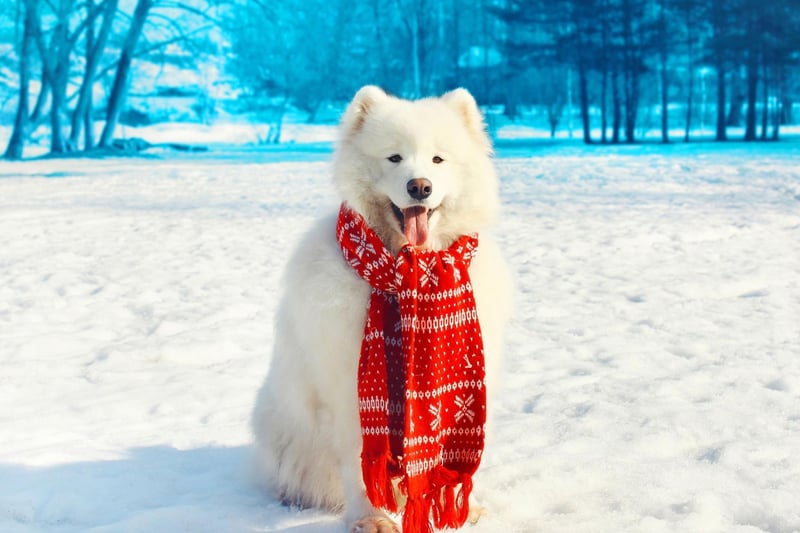 The Samoyed was bred in Siberia by the Nenet people from a breed called Reindeer Herding Laika. They were used to hunt, herd reindeer, and pull sleds.