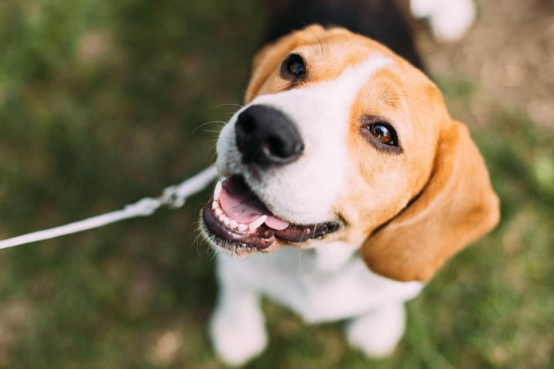 Originally bred to hunt, the Beagle is now more commonly a beloved family pet in the USA. This merry, friendly and curious breed is the seventh most popular breed of dog in the USA according to the American Kennel Club.
