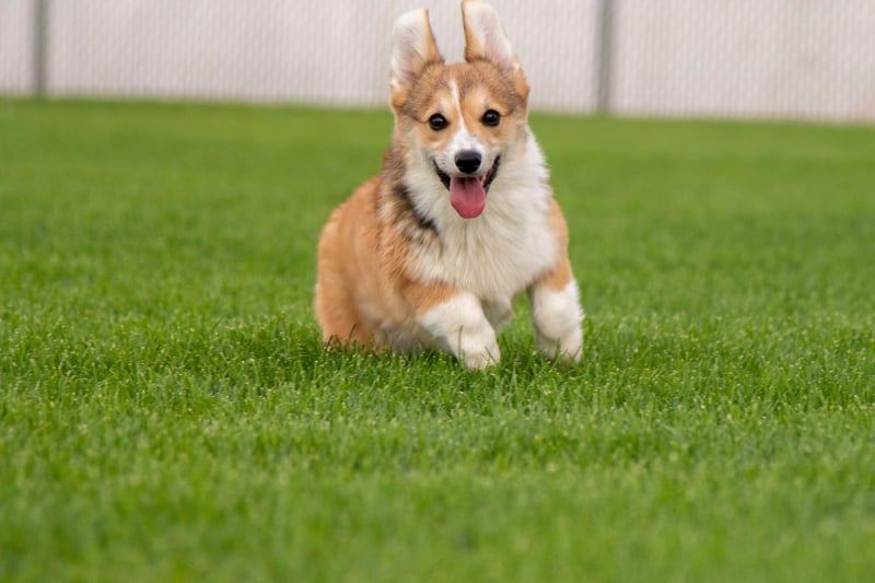 WIth 887 Kennel Club registrations in 2020, the Pembroke Welsh Corgi is the third most popular breed of pastoral dog. They were originally bred to herd cattle.