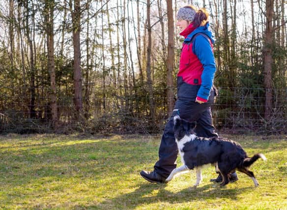 These are the breeds of dog most likely to sit, stay and walk to heel.