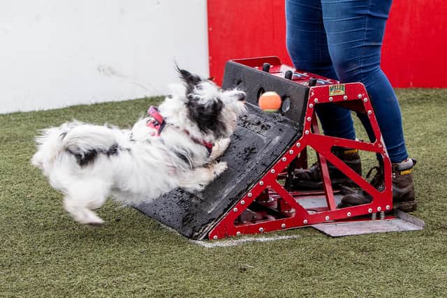 Kirkcaldy Flyball, dogs of all breeds love Flyball. Pic: Derek Young.