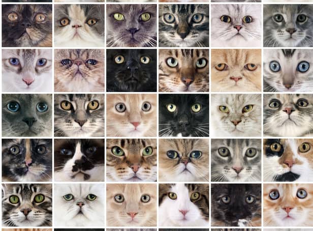 These have been the most popular breeds of cat over lockdown.