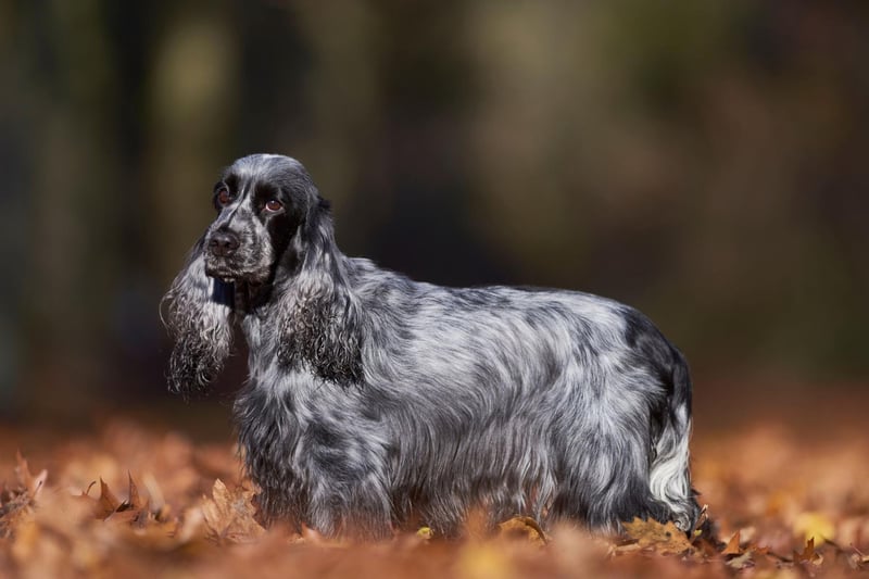 If you want the best chance of winning Best in Show then history tells us the English Cocker Spaniels is your best shot. They have won the title on a remarkable seven occasions.