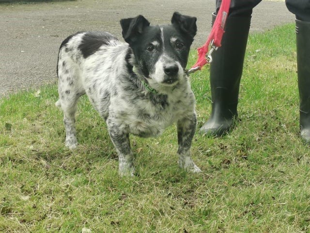 Sweet little Ronnie is still looking for his retirement home! He enjoys gentle short walks, followed by naps on the sofa.