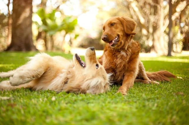 Some breeds of dog are more naturally playful than others.