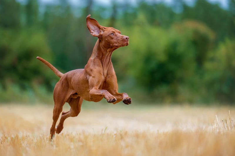 While Vizslas are large and energetic, they’re also friendly, affectionate and – crucially, for an office environment – quiet. They tick so many different boxes, they’ll be a sure-fire hit with your colleagues.