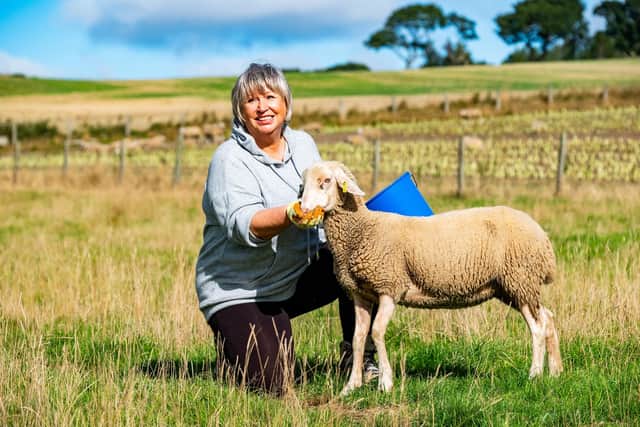 Lotto winner Libby Elliot helping tend to sheep at Bonnyton Farm, Fife. Pic: Stuart Nicol Photography.