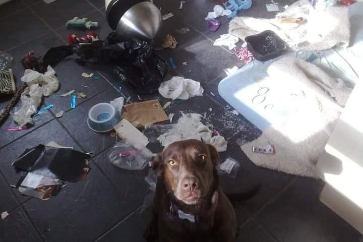Daisy the Labrador was caught raiding the kitchen. Claims that a pair of cats broke in and caused the carnage fell on deaf ears.