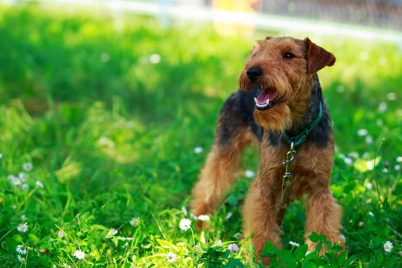 Welsh Terriers are "affectionate, intelligent, and rarely shy". Originally used to hunt foxes, badgers, and even otters, they are considered to be one of the oldest existing breeds of dog in the UK.They make happy and devoted pets, but won't back down from a challenge!