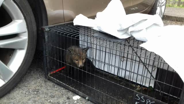 The little fox cub after being rescued from the car engine.