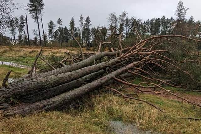 Trees down at Tenstmuir (Pic: Fife Coast & Countryside Trust)