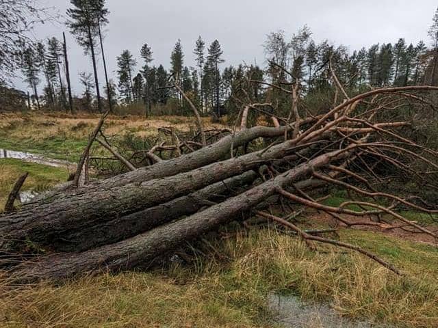 Trees down at Tenstmuir (Pic: Fife Coast & Countryside Trust)