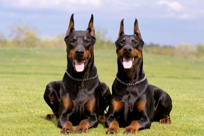 The Dobermann is a particularly popular choice for the US army, where they have earned the nickname 'the Devil Dog of the Marines' since first serving during Wold War 2. Their strenrth and athleticism makes them a great choice for a patrol dog.