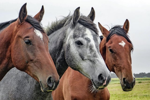 Cantering into the top 20 most popular pets are horses and ponies. They may not be the cheapest of pets to buy or look after, but 1.1 per cent of UK households are saddling up in 2022.